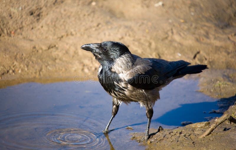 Галка пьет воду. Ворона в луже. Ворона пьет воду. Сорока пьет воду. Галка пьет.