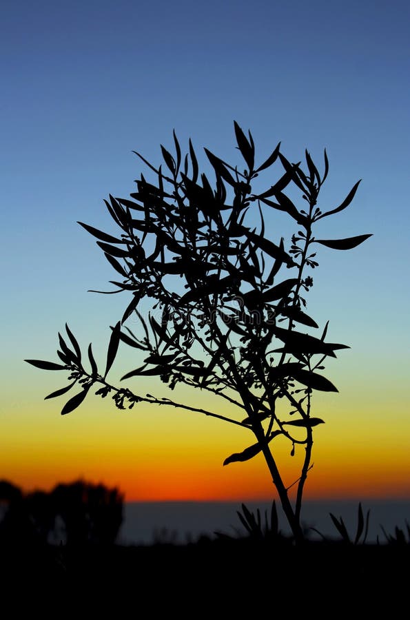 De kustzonsondergang van Californi?, silhouet van Myoporum royalty-vrije stock afbeelding De kustzonsondergang van Californi?, silhouet van Myoporum royalty-vrije stock afbeelding