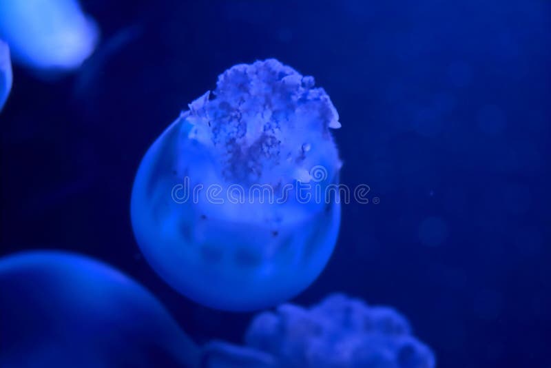 De kwallen van overzees stock fotografie De kwallen van overzees stock fotografie