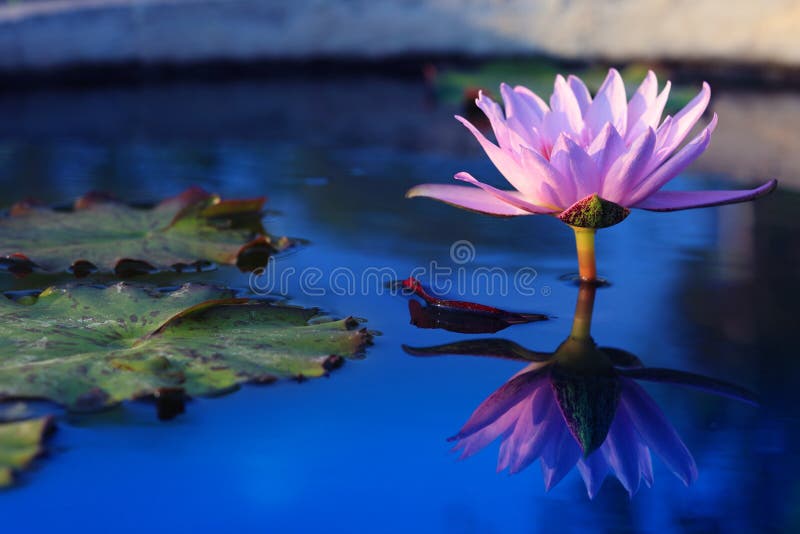 Beauty water lilly flower.Pink Lotus . Beauty water lilly flower.Pink Lotus .