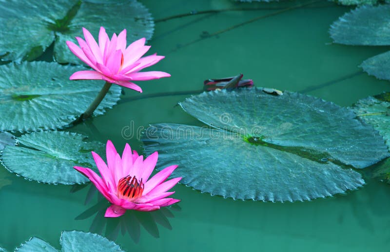 De la belleza del agua flor lilly Loto rosado fotos de archivo De la belleza del agua flor lilly Loto rosado fotos de archivo