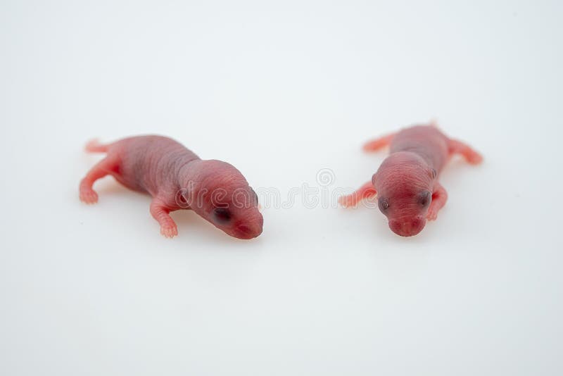 De La Souris Nouveau Nee Photo Stock Image Du Domestique De La Souris Nouveau Nee Photo Stock Image Du Domestique
