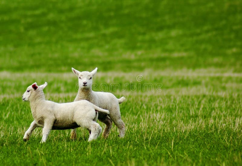 Two spring lambs frolicking in green field. Two spring lambs frolicking in green field