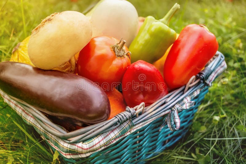 De landbouwers oogsten verschillende groenten in de recente zomer in de organische tuin Gezond, duurzaam voedsel De herfst royalty-vrije stock afbeelding De landbouwers oogsten verschillende groenten in de recente zomer in de organische tuin Gezond, duurzaam voedsel De herfst royalty-vrije stock afbeelding