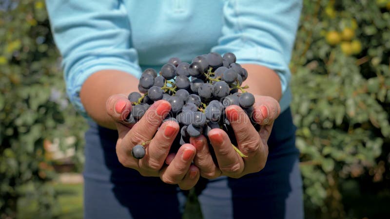 De landbouwerstuinman Hands Holding een Handvol Rijpe Zwarte Druiven toont in de Camera