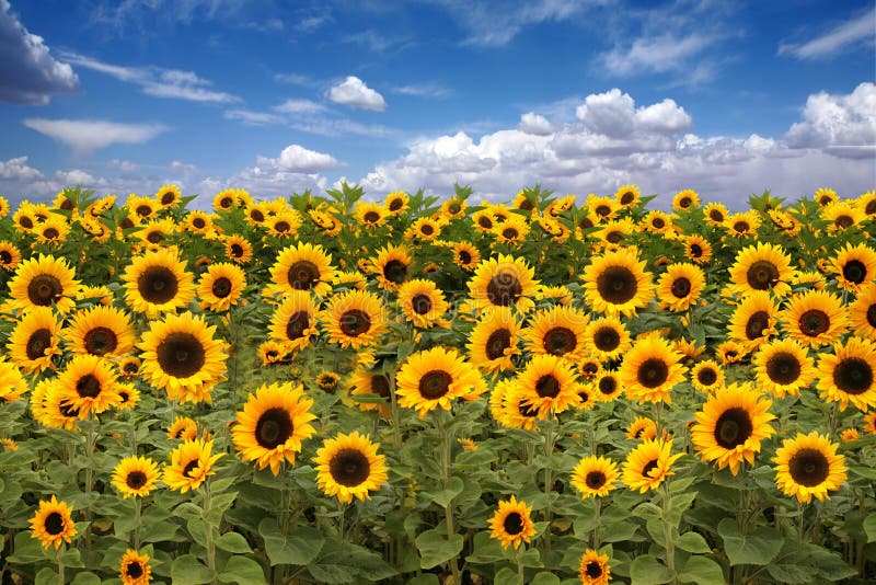 De Landbouwgrond van de zonnebloem met Blauwe Bewolkte Hemel royalty-vrije stock foto De Landbouwgrond van de zonnebloem met Blauwe Bewolkte Hemel royalty-vrije stock foto