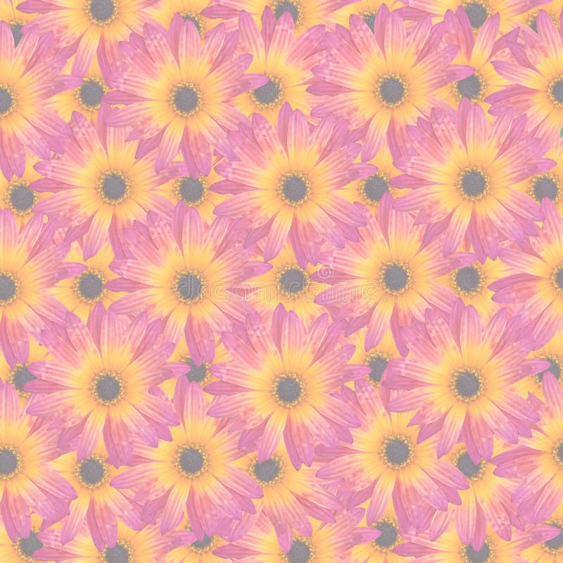 Pattern with Gazania Rigens Rare Sun Flower Bonsai Plant, native to Africa. Vibrant magenta and yellow orange flower, opacity decreased to create background. Pattern with Gazania Rigens Rare Sun Flower Bonsai Plant, native to Africa. Vibrant magenta and yellow orange flower, opacity decreased to create background