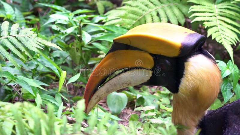 De langzame Motie van mannelijke Grote Indische Hornbill die een kikker jagen voor eet in wildernis