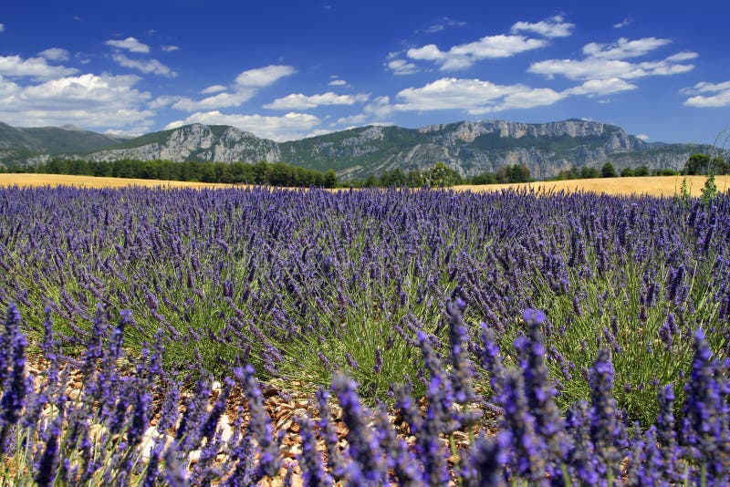 Beautiful lavender fields, product of the Provence in the south of France. Beautiful lavender fields, product of the Provence in the south of France