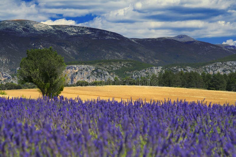 Beautiful lavender fields, product of the Provence in the south of France. Beautiful lavender fields, product of the Provence in the south of France
