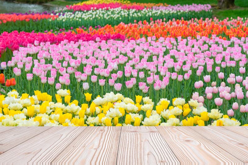 De lege houten lijst met de kleurrijke achtergrond van de Tulpenbloem in lentetijd, bespot omhoog voor uw productvertoning of mon
