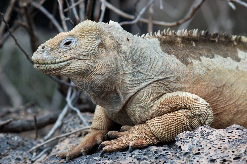 De Leguaan van het Land van de Galapagos royalty-vrije stock afbeeldingen De Leguaan van het Land van de Galapagos royalty-vrije stock afbeeldingen
