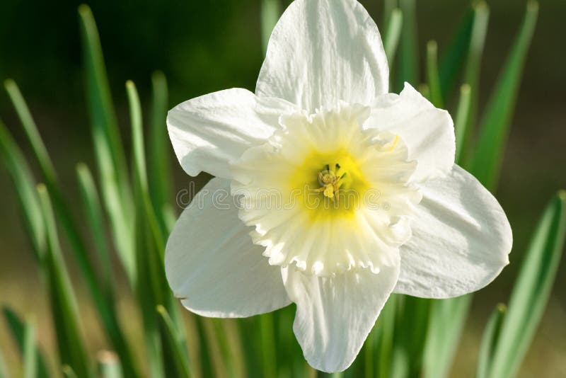 de lente stock foto de lente stock foto