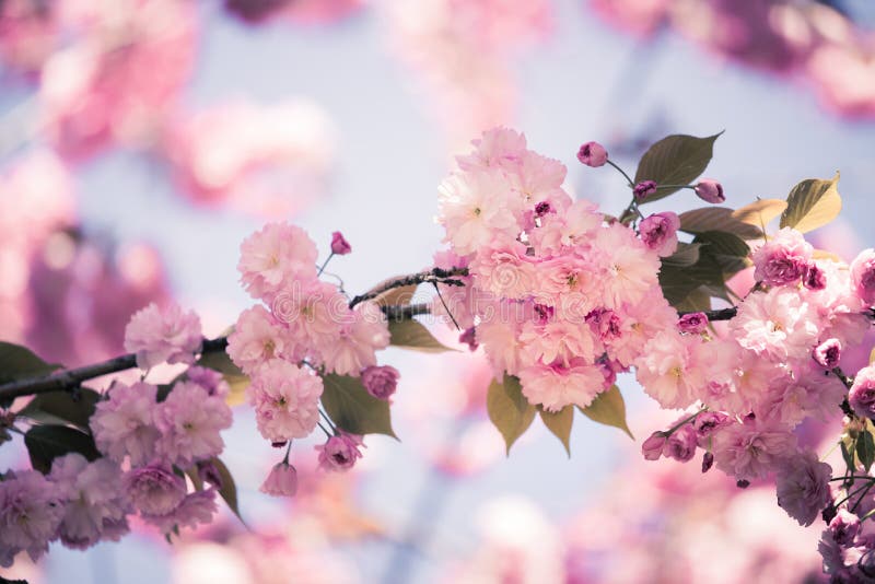 De lente: Bloeiende boom met roze bloesems, schoonheid stock foto's De lente: Bloeiende boom met roze bloesems, schoonheid stock foto's