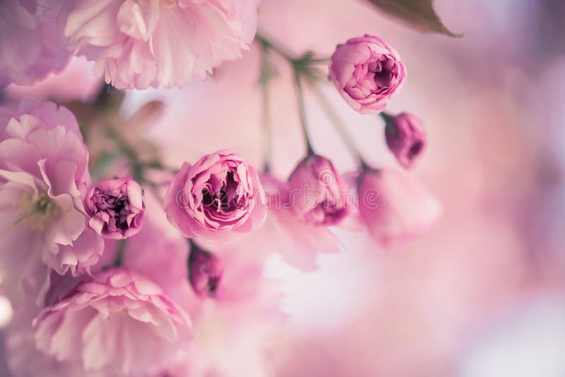 De lente: Bloeiende boom met roze bloesems, schoonheid stock fotografie De lente: Bloeiende boom met roze bloesems, schoonheid stock fotografie