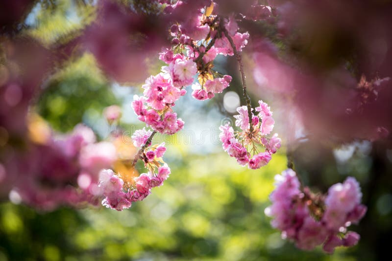 De lente: Bloeiende boom met roze bloesems, schoonheid Tekstruimte stock afbeelding De lente: Bloeiende boom met roze bloesems, schoonheid Tekstruimte stock afbeelding