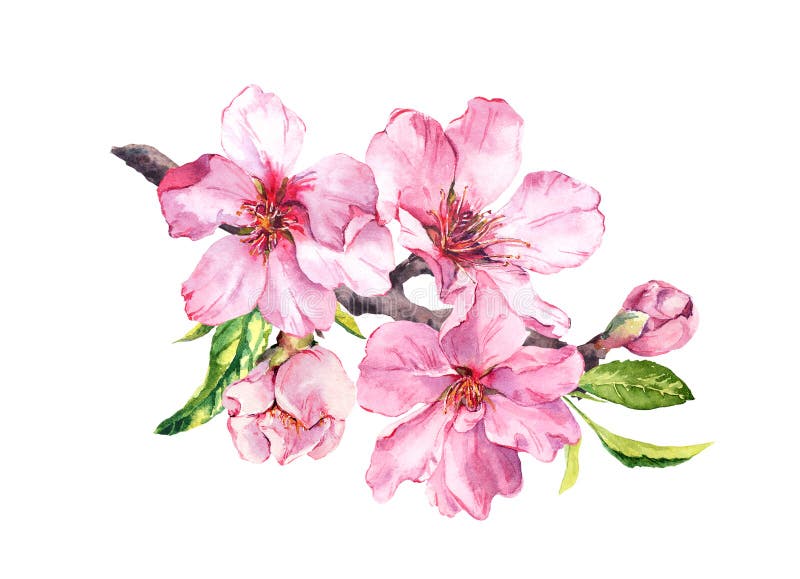 Kersenbloem - bloeitak. waterverkleurde appelroze bloemen