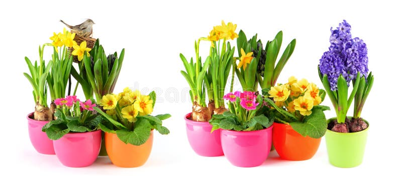 De lente bloeit de witte gele narcissen van achtergrondhyacintprimula's royalty-vrije stock afbeelding De lente bloeit de witte gele narcissen van achtergrondhyacintprimula's royalty-vrije stock afbeelding