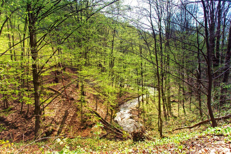 De lente bos Groen hout Bergkreek in vallei royalty-vrije stock foto's De lente bos Groen hout Bergkreek in vallei royalty-vrije stock foto's