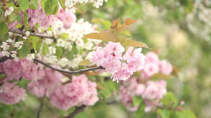 De lente Cherry Blossoms