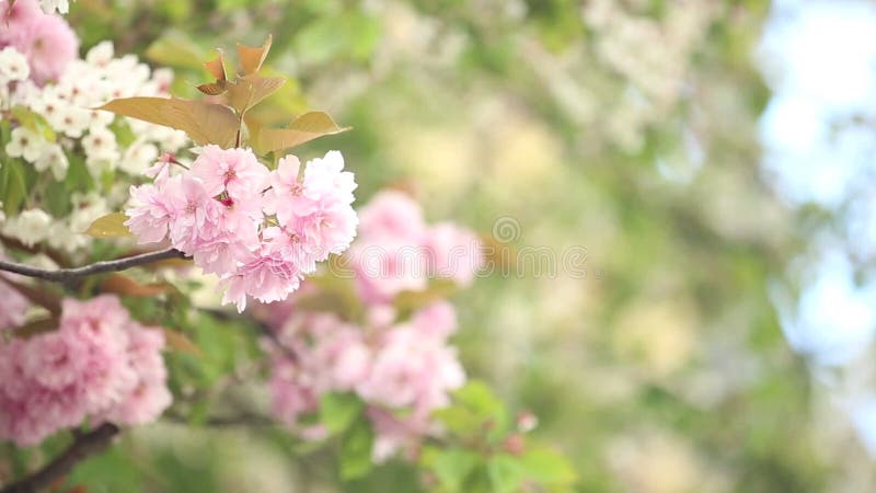 De lente Cherry Blossoms