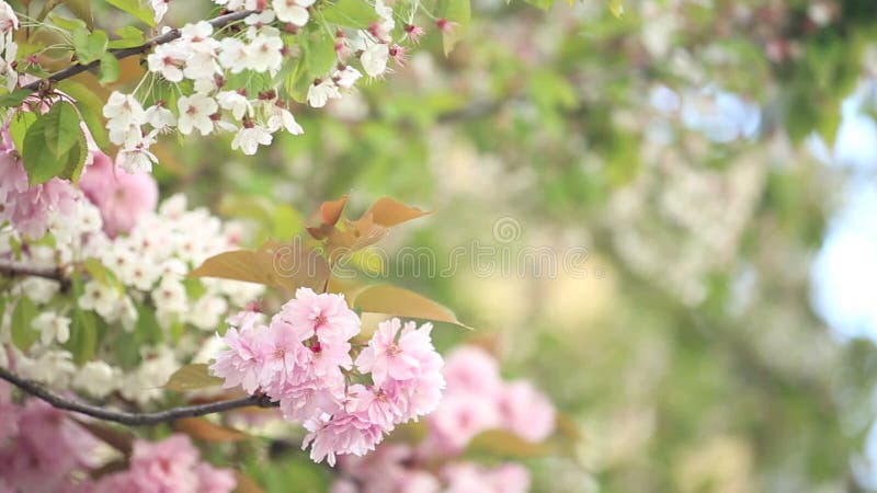 De lente Cherry Blossoms