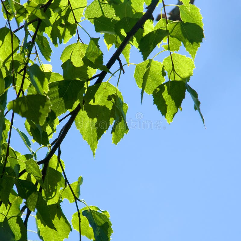 De lente. Groene bladeren en hemel royalty-vrije stock afbeelding De lente. Groene bladeren en hemel royalty-vrije stock afbeelding