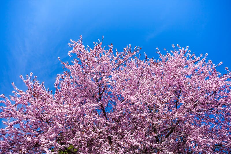 De lente Roze Cherry Blossoms met Blauwe Hemelachtergrond royalty-vrije stock foto De lente Roze Cherry Blossoms met Blauwe Hemelachtergrond royalty-vrije stock foto