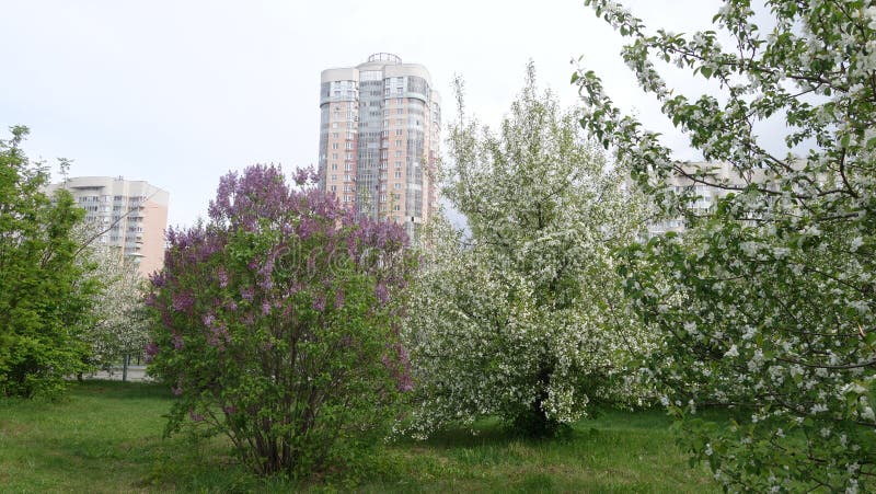 De lente in stad Bloeiende Apple-bomen en lange huizen royalty-vrije stock afbeelding De lente in stad Bloeiende Apple-bomen en lange huizen royalty-vrije stock afbeelding