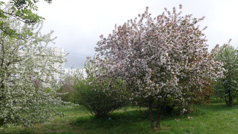 De lente in stad Bloeiende Apple-bomen en lange huizen royalty-vrije stock fotografie De lente in stad Bloeiende Apple-bomen en lange huizen royalty-vrije stock fotografie