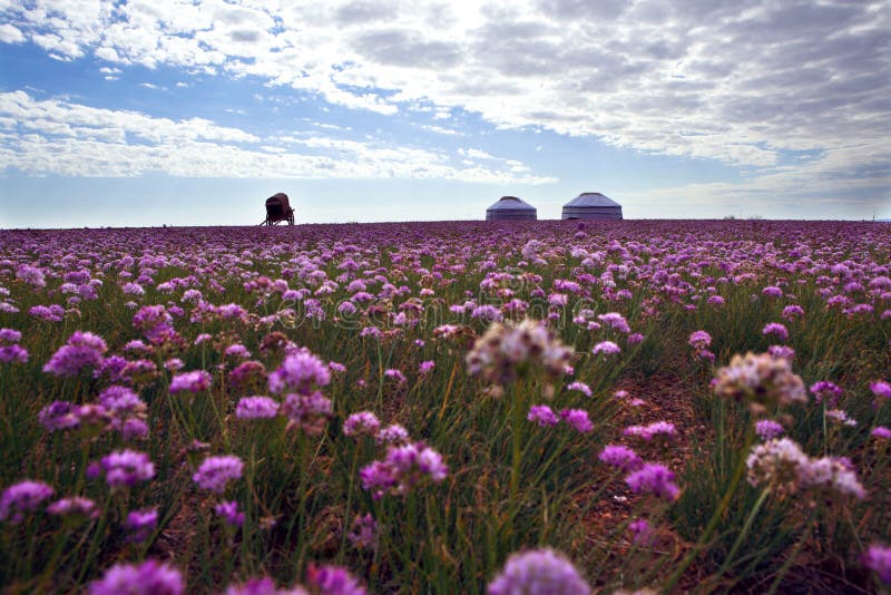 This is spring of inner mongolia. This is spring of inner mongolia