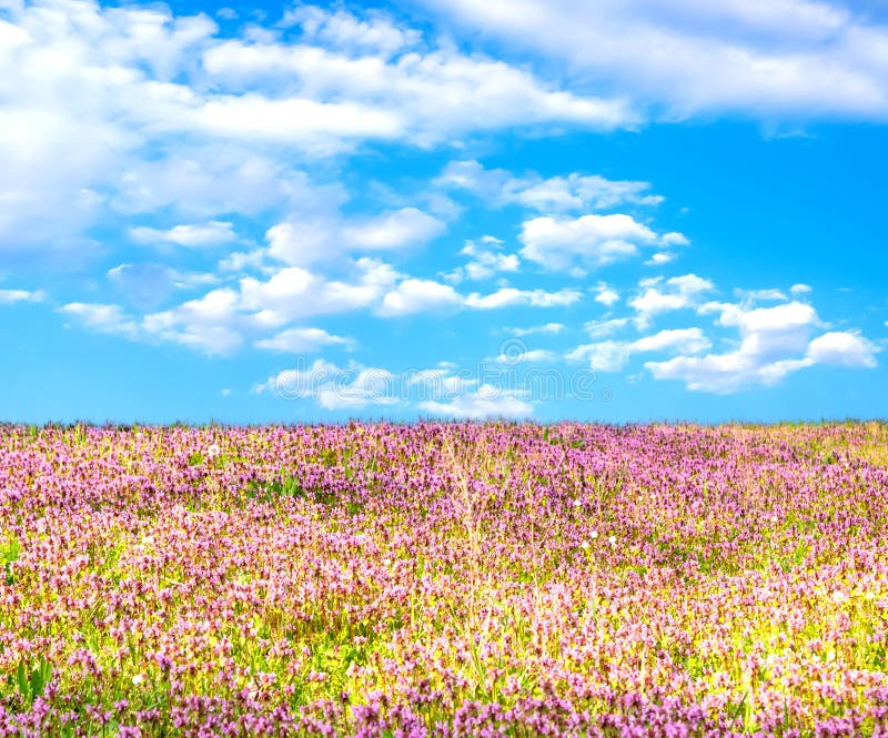 De lente of de zomeraardachtergrond met gebied van bloemen en blauwe hemel met witte wolken royalty-vrije stock foto De lente of de zomeraardachtergrond met gebied van bloemen en blauwe hemel met witte wolken royalty-vrije stock foto