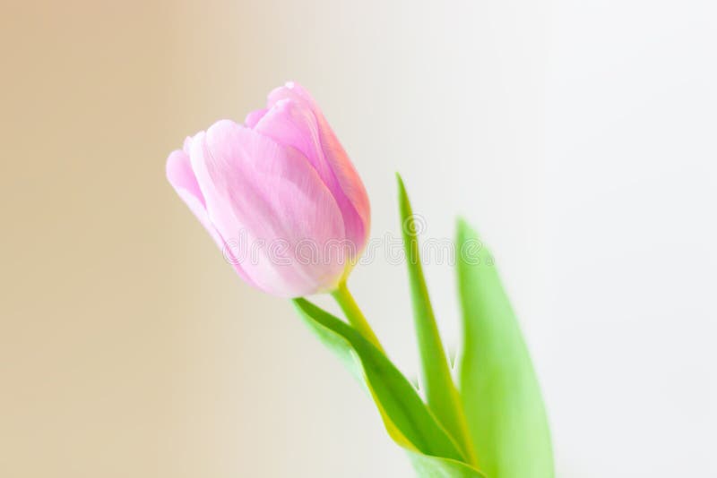 De lentebloem, roze tulp op een zachte achtergrond De groetkaart van Pasen of van de Valentijnskaartendag stock fotografie De lentebloem, roze tulp op een zachte achtergrond De groetkaart van Pasen of van de Valentijnskaartendag stock fotografie