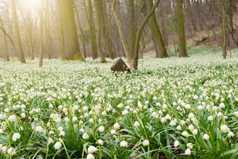 De lentebloemen in ochtend licht, bloeiend bos stock fotografie De lentebloemen in ochtend licht, bloeiend bos stock fotografie