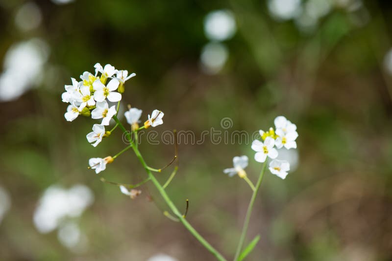Download De lentebloemen op groen stock afbeelding. Afbeelding bestaande uit gebied - 54077977