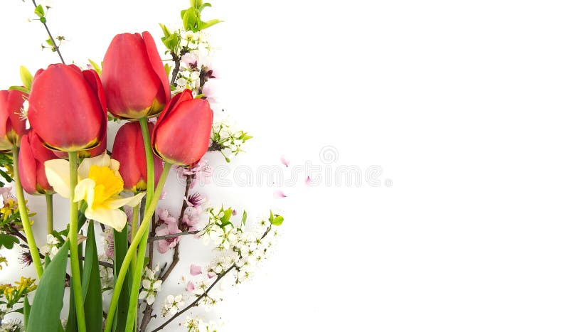 De lentebloemen, rode tulpen, gele narcis en tot bloei komende takken stock foto De lentebloemen, rode tulpen, gele narcis en tot bloei komende takken stock foto