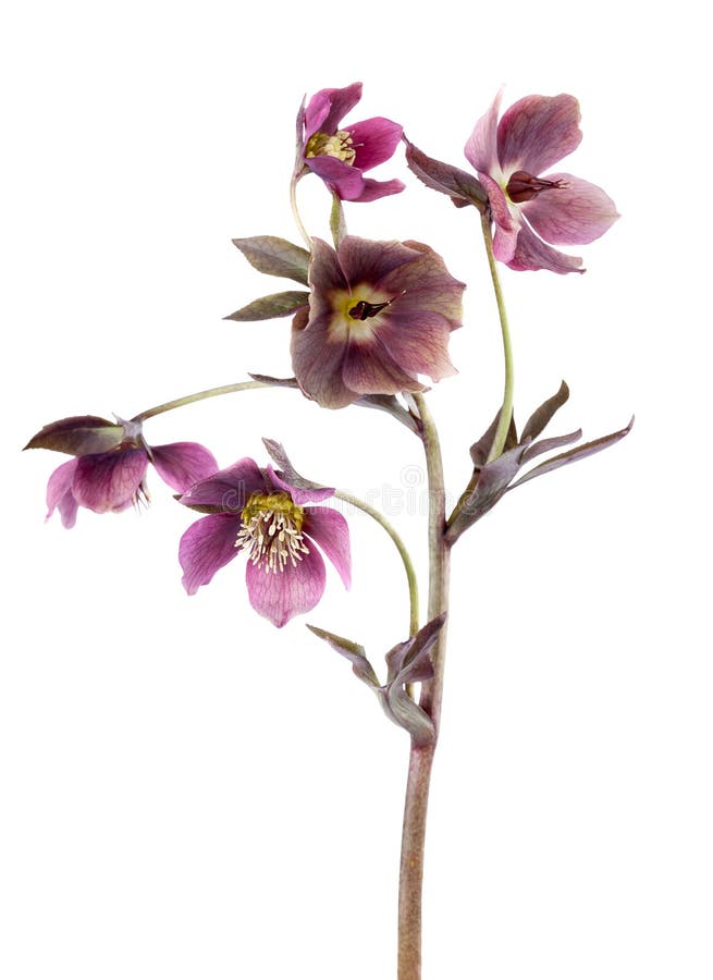 Spring flowers purple hellebore flowers isolated on white vertical composition. Spring flowers purple hellebore flowers isolated on white vertical composition