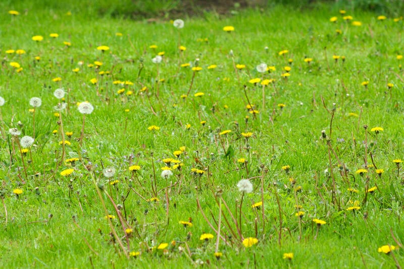 De lentebloemen van de paardebloem field Pluizige paardebloem Een deel van een weide op de achtergrond stock afbeelding De lentebloemen van de paardebloem field Pluizige paardebloem Een deel van een weide op de achtergrond stock afbeelding