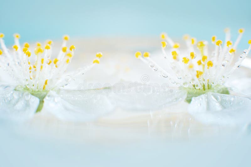 Spring blossom, selective focus, shallow DOF, bokeh background, pastel and soft card. macro cherry white plant petal nature flower flora branch beautiful bloom floral natural season bright blooming outdoor beauty sakura blurred pink fresh light color springtime botany green leaf freshness design blue decor april closeup defocused blossoming lovely. Spring blossom, selective focus, shallow DOF, bokeh background, pastel and soft card. macro cherry white plant petal nature flower flora branch beautiful bloom floral natural season bright blooming outdoor beauty sakura blurred pink fresh light color springtime botany green leaf freshness design blue decor april closeup defocused blossoming lovely