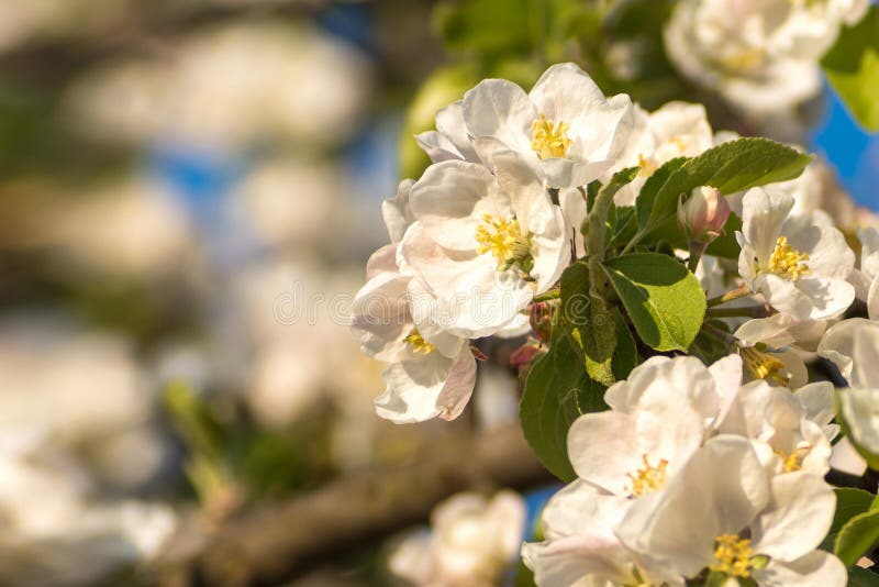 De lentebloesems van bloeiende appelboom in de lente stock afbeeldingen De lentebloesems van bloeiende appelboom in de lente stock afbeeldingen