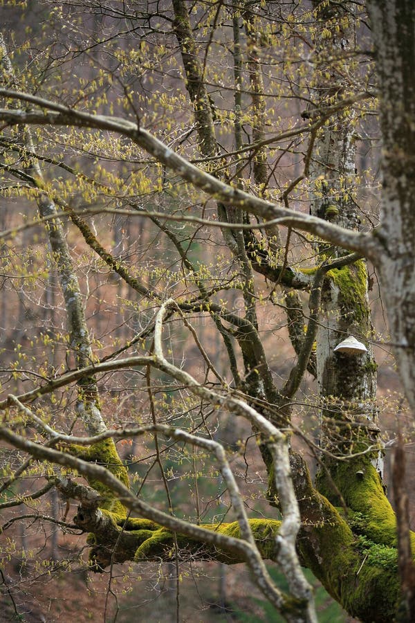 De lentebomen in het park Het verse blad van april stock afbeeldingen De lentebomen in het park Het verse blad van april stock afbeeldingen