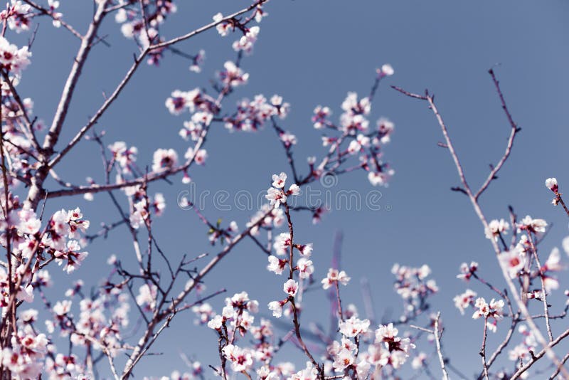 De de lentegrens of de achtergrondkunst met roze amandel komen, mooie aardscène met bloeiende boom, hemel op een zonnige dag van royalty-vrije stock foto De de lentegrens of de achtergrondkunst met roze amandel komen, mooie aardscène met bloeiende boom, hemel op een zonnige dag van royalty-vrije stock foto