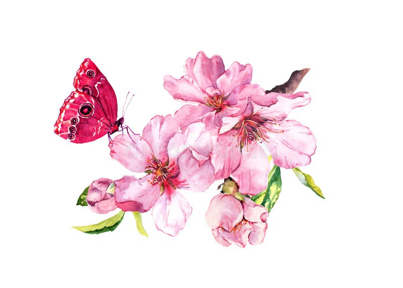 De lentekers, sakurabloemen of roze appelbloesem en vlinder Bloei waterkleur royalty-vrije illustratie De lentekers, sakurabloemen of roze appelbloesem en vlinder Bloei waterkleur royalty-vrije illustratie