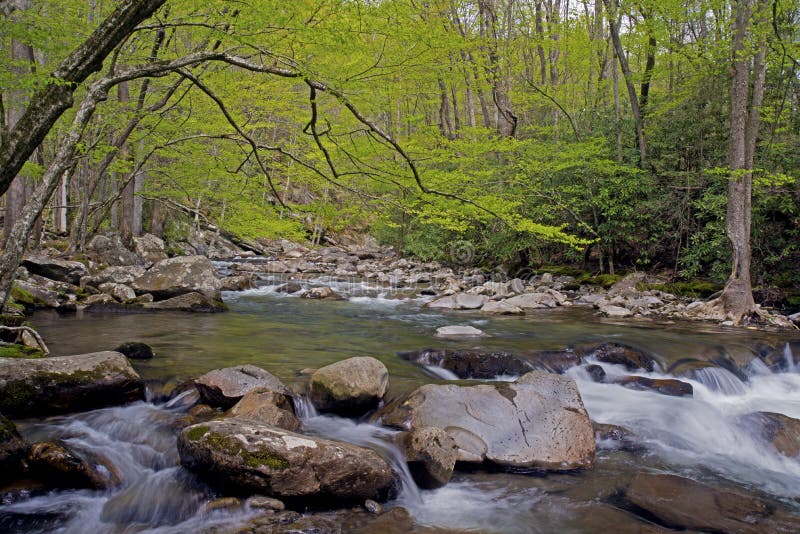 Lentebeek in de Great Smoky Mountains royalty-vrije stock foto's