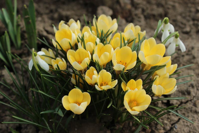 Lente krokussen en sneeuwklokjes stock afbeeldingen