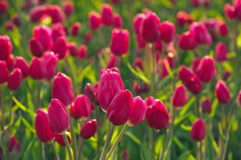 De lentetulpen royalty-vrije stock afbeeldingen De lentetulpen royalty-vrije stock afbeeldingen