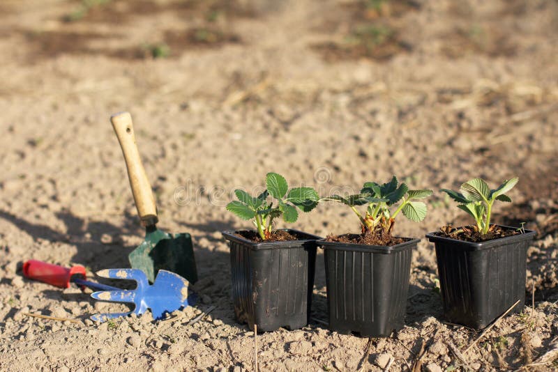 De lentevernieuwing van bessengewassen in de tuin royalty-vrije stock afbeelding De lentevernieuwing van bessengewassen in de tuin royalty-vrije stock afbeelding