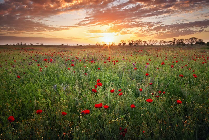 De lenteweide met de bloemen van de bloesempapaver royalty-vrije stock afbeelding De lenteweide met de bloemen van de bloesempapaver royalty-vrije stock afbeelding