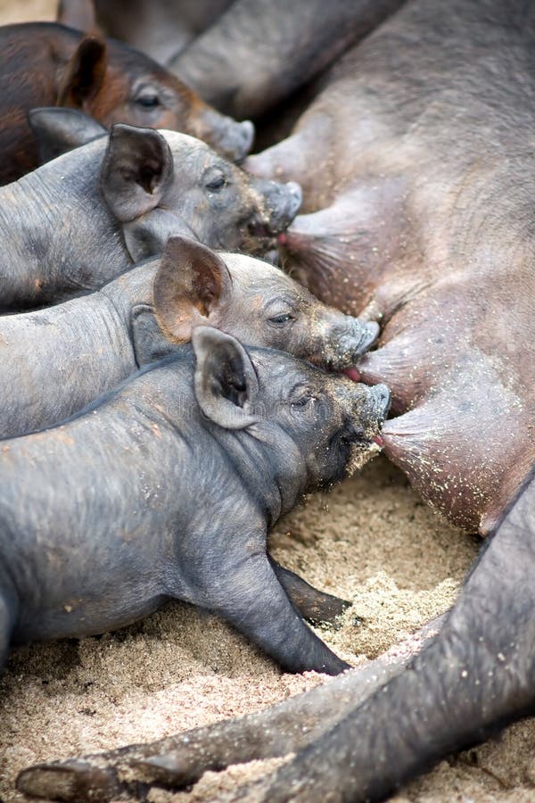 De leuke biggetjes zuigen hun moedervarken stock foto De leuke biggetjes zuigen hun moedervarken stock foto