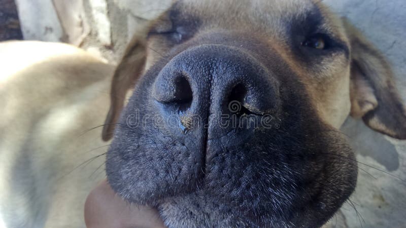 De leuke en Echte Hond van Nice stock foto De leuke en Echte Hond van Nice stock foto
